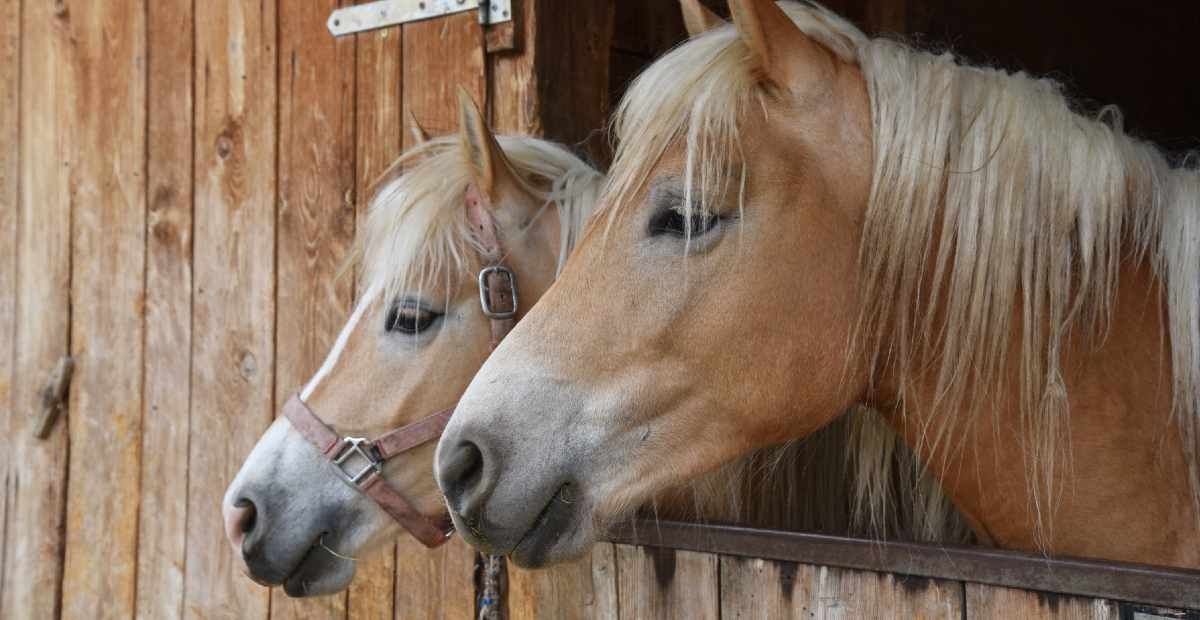 Equine Sports Medicine Lowcountry Respiratory Diseases in Horses Pt1